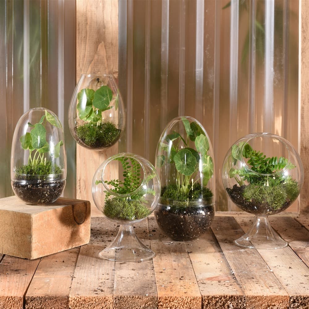 Large Sole Wall Terrarium Set of 2 by HomArt - Image 4