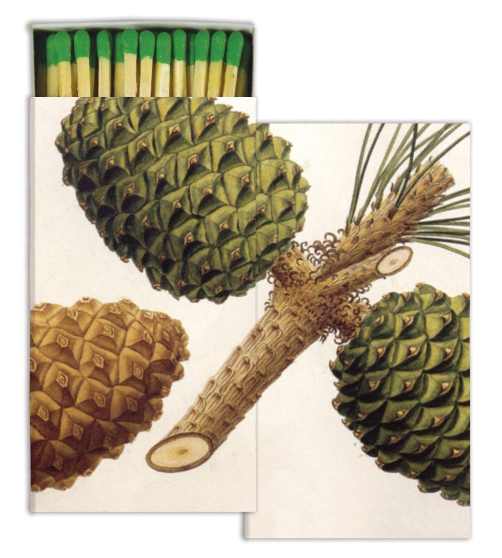 Pinecones Matches Set of 6 Boxes by HomArt