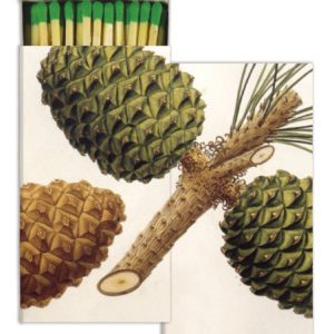 Pinecones Matches Set of 6 Boxes by HomArt