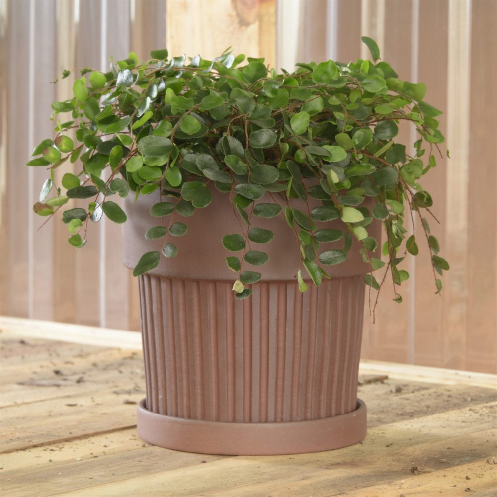 Large Brown Ribbed Clay Pot with Saucer by HomArt