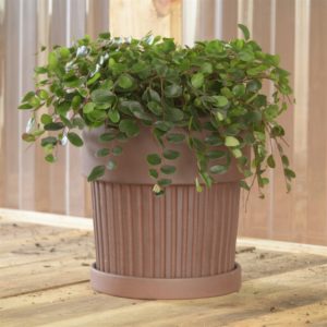 Large Brown Ribbed Clay Pot with Saucer by HomArt