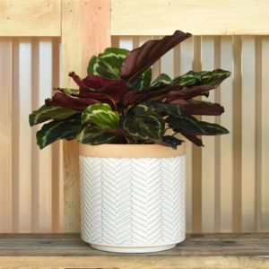 Ramos Banded Chevron Cachepot by HomArt