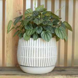Ramos Linear Cachepot by HomArt