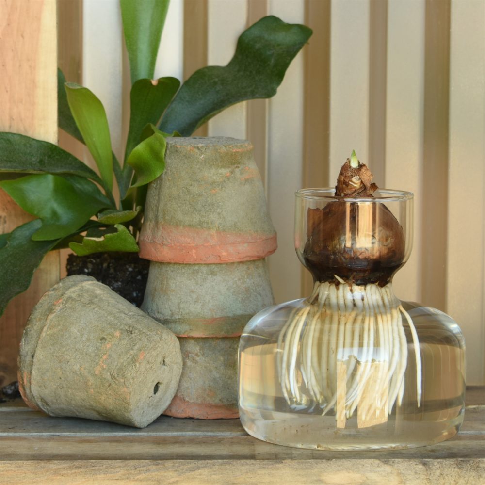 Wide Bottom Bulb Vase Set of 2 by HomArt