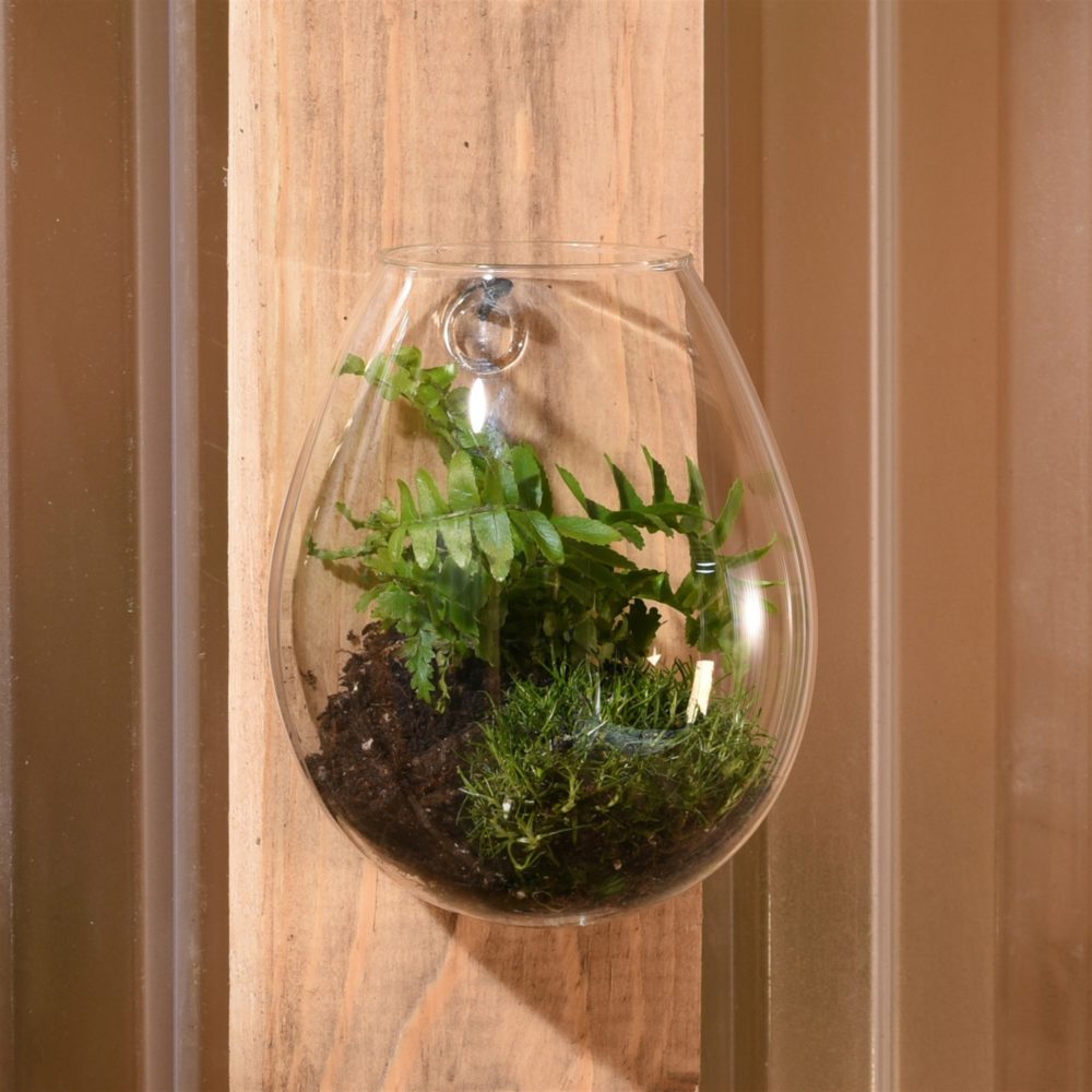 Small Sole Wall Terrarium Set of 2 by HomArt