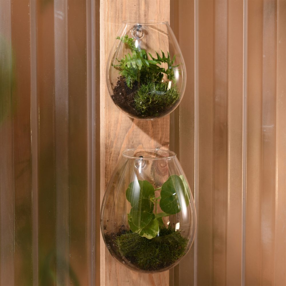 Large Sole Wall Terrarium Set of 2 by HomArt - Image 2