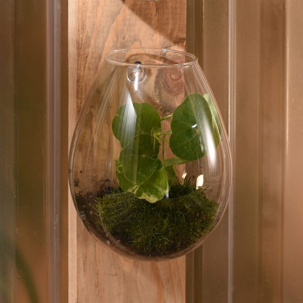 Large Sole Wall Terrarium Set of 2 by HomArt