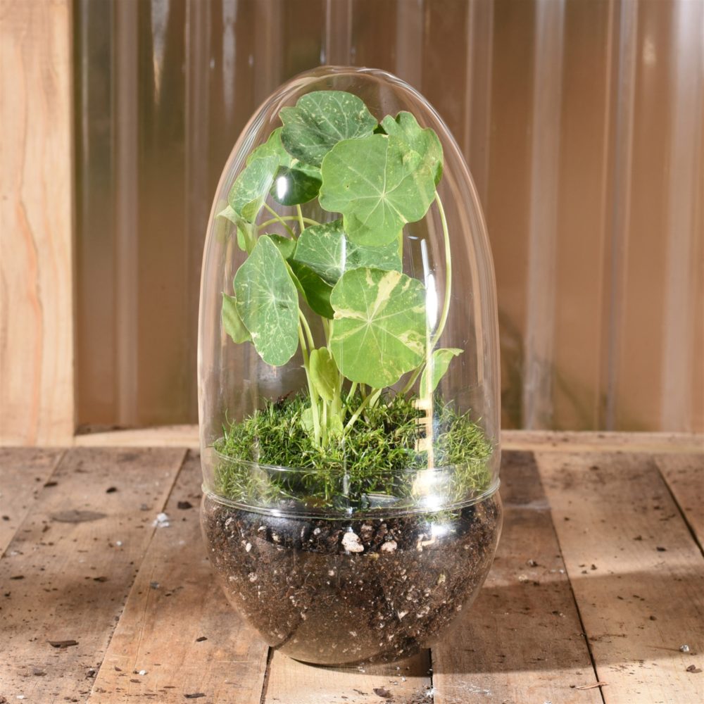 Large Sole Glass Oval Terrarium by HomArt