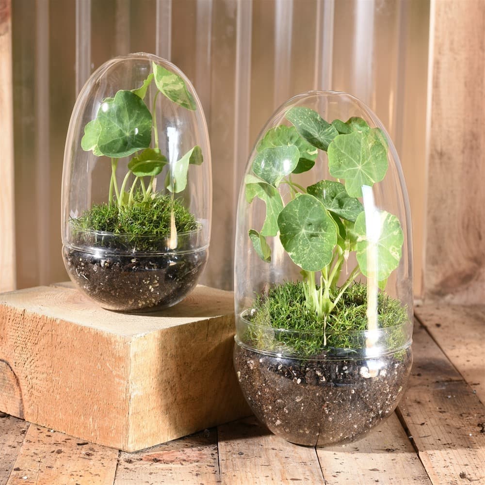 Large Sole Glass Oval Terrarium by HomArt - Image 3