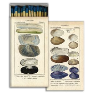 Seashell Specimens Matches Set of 6 by HomArt