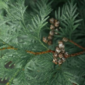 Wreaths and Garlands
