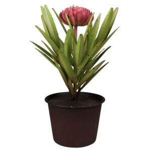 Potted Aluminum Painted Dahlia by HomArt